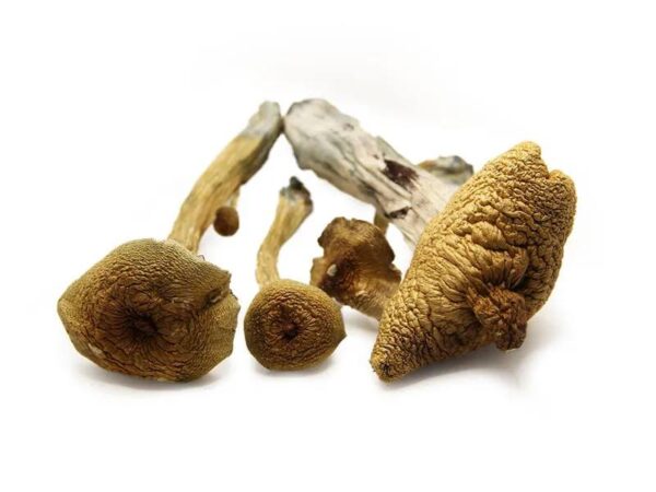 Alacabenzi Mushroom (Oz)