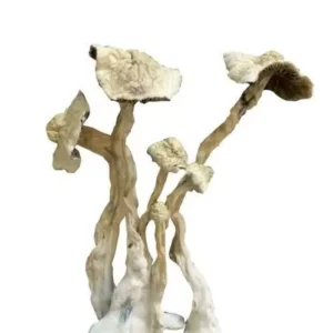 Albino A+ Mushrooms (Oz)