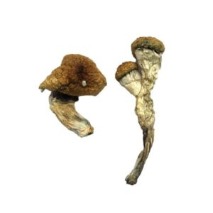 Amazonia Magic Mushrooms (Oz)