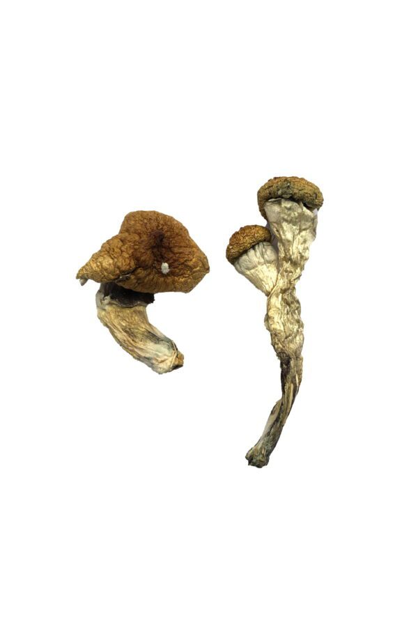 Amazonia Magic Mushrooms (Oz)