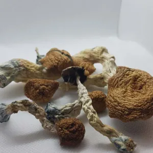 Brazilian Magic Mushrooms oz