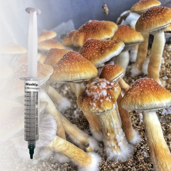 Golden Teacher Spore Syringe